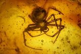Fossil Flies (Diptera) and a Spider (Araneae) in Baltic Amber #197729-1